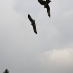 40 Bible Verses About Eagles