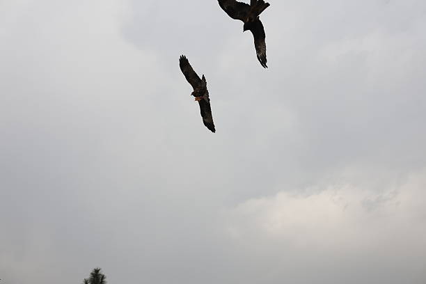 40 Bible Verses About Eagles